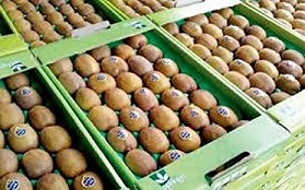 تصویر 1 از قیمت خرید کیوی هایوارد تنکابن + فروش ویژه